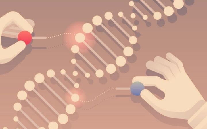 Learn About The Genome Editing Or Gene Editing Technology